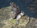 Harbour seal (Phoca vitulina)