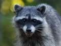 Raccoon (Procyon lotor)