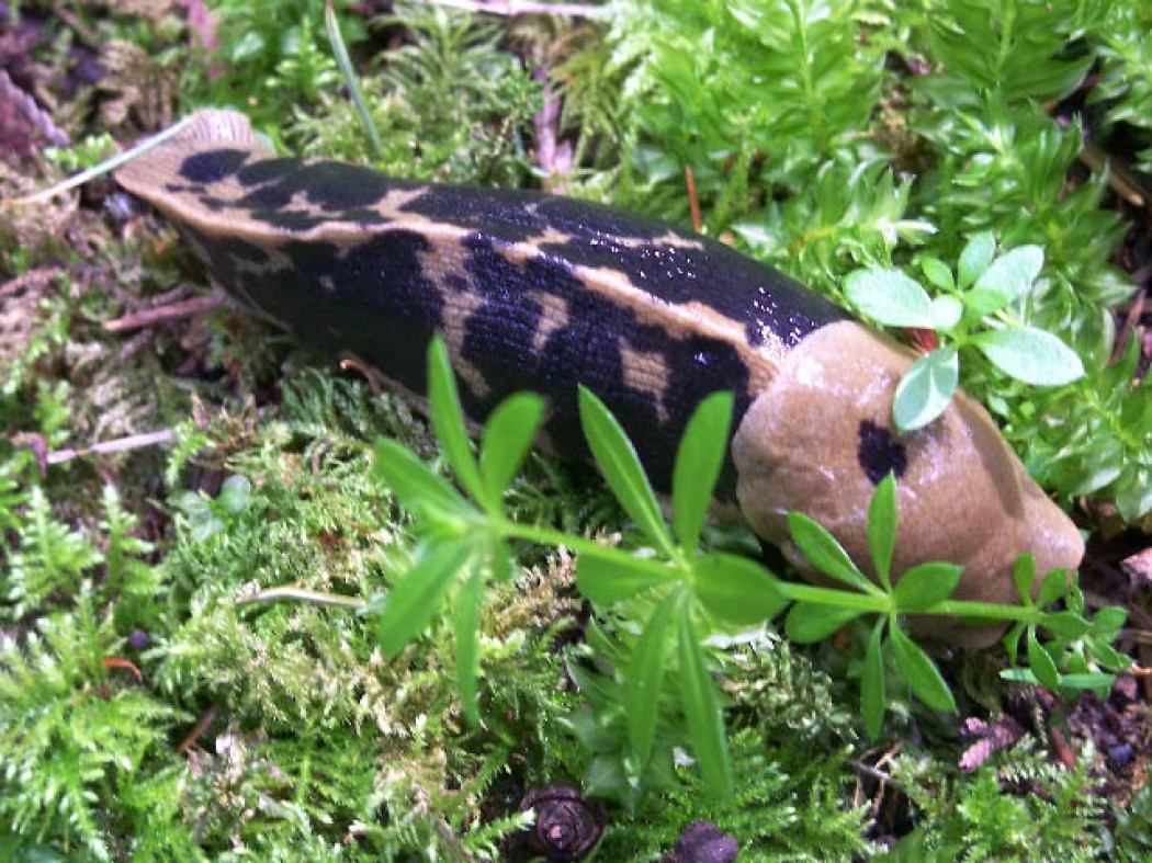 THE PACIFIC BANANA SLUG