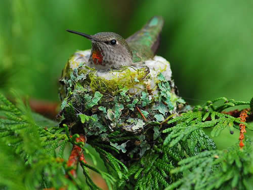 Help The Hummers!