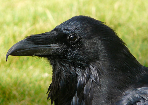 Raven - Photograph by Mike Wisnicki