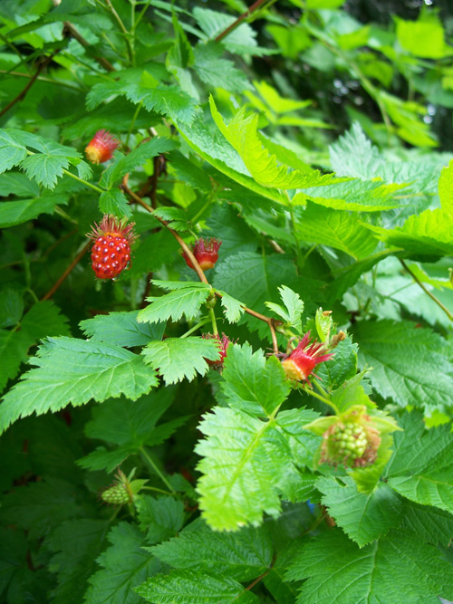 Salmonberry Growls