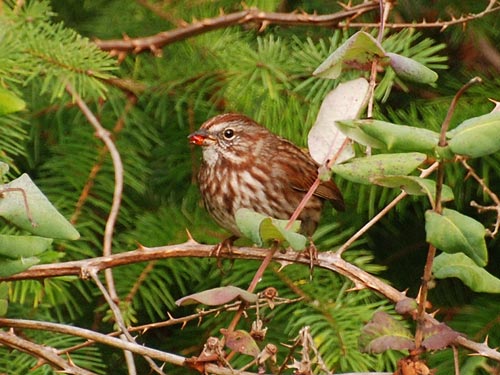 Song Sparrow. Photo by Jean Wyenberg.
