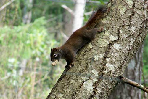 Red squirrel poses for photo-op