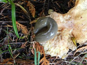 Banana Slug makan jamur