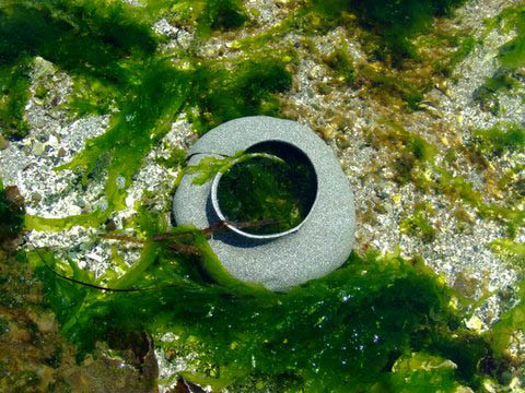 Seed collar of the moon snail