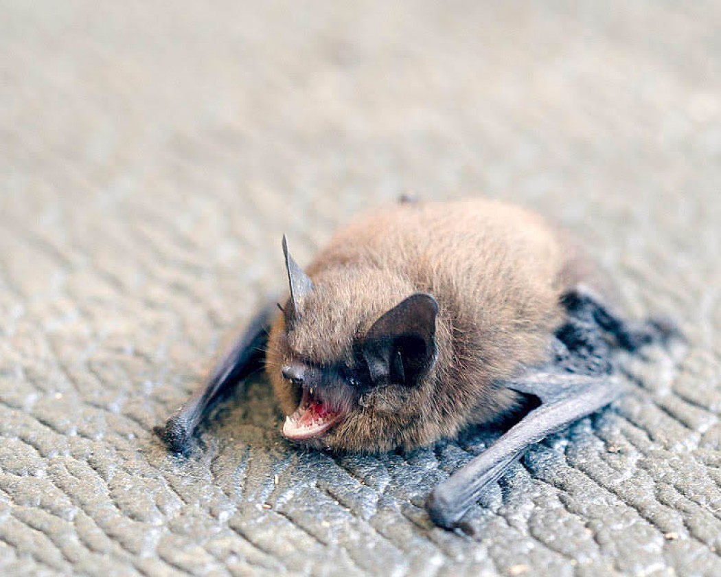 Bats