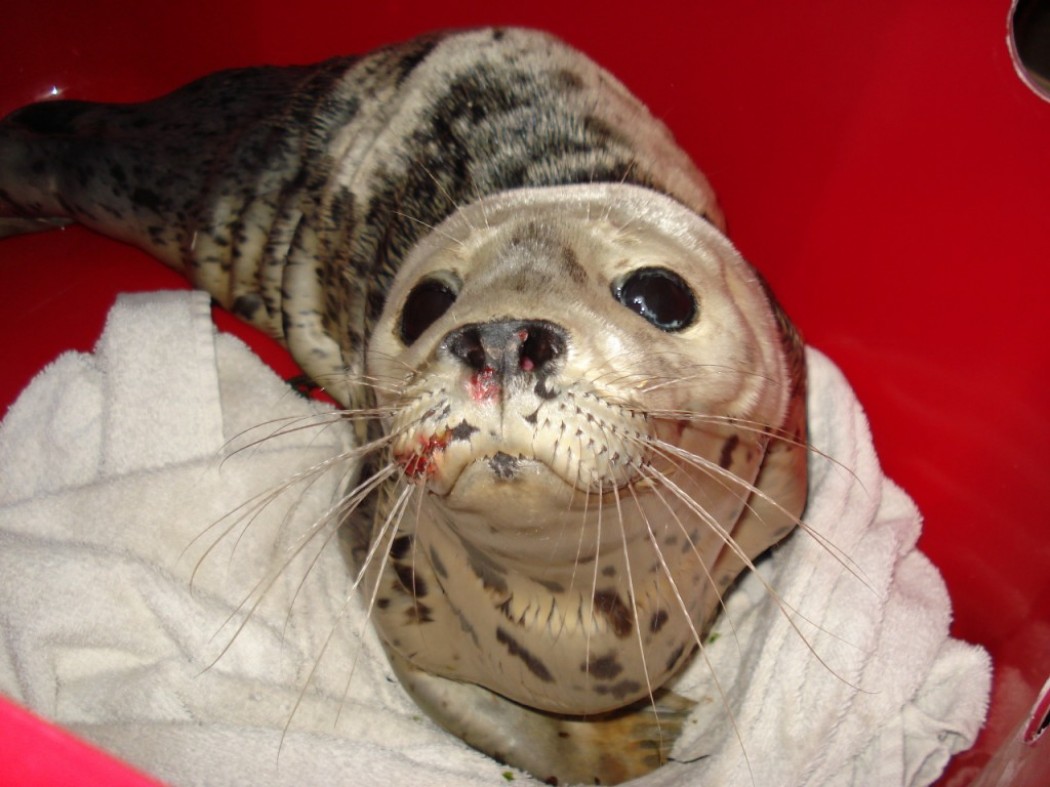 Another Seal Pup Saved