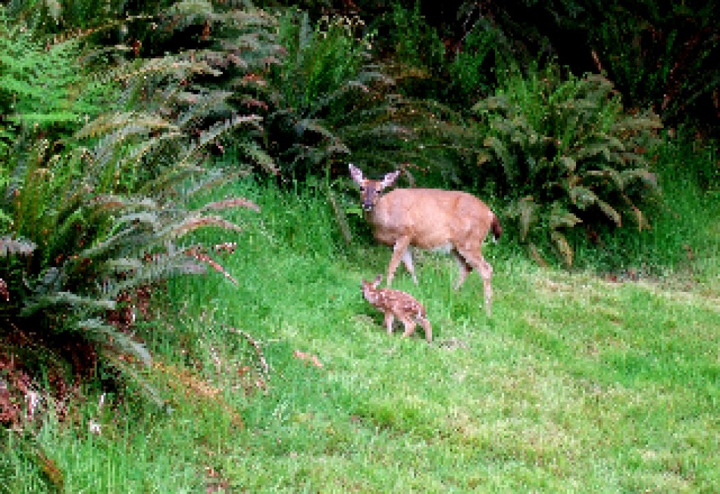 Fawn Season is Upon Us