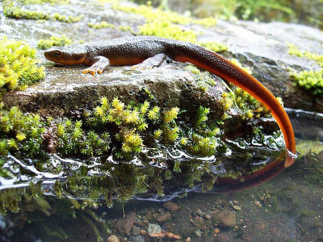 ROUGHSKIN NEWT