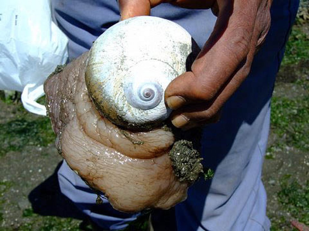 Lewis’ Moon Snail