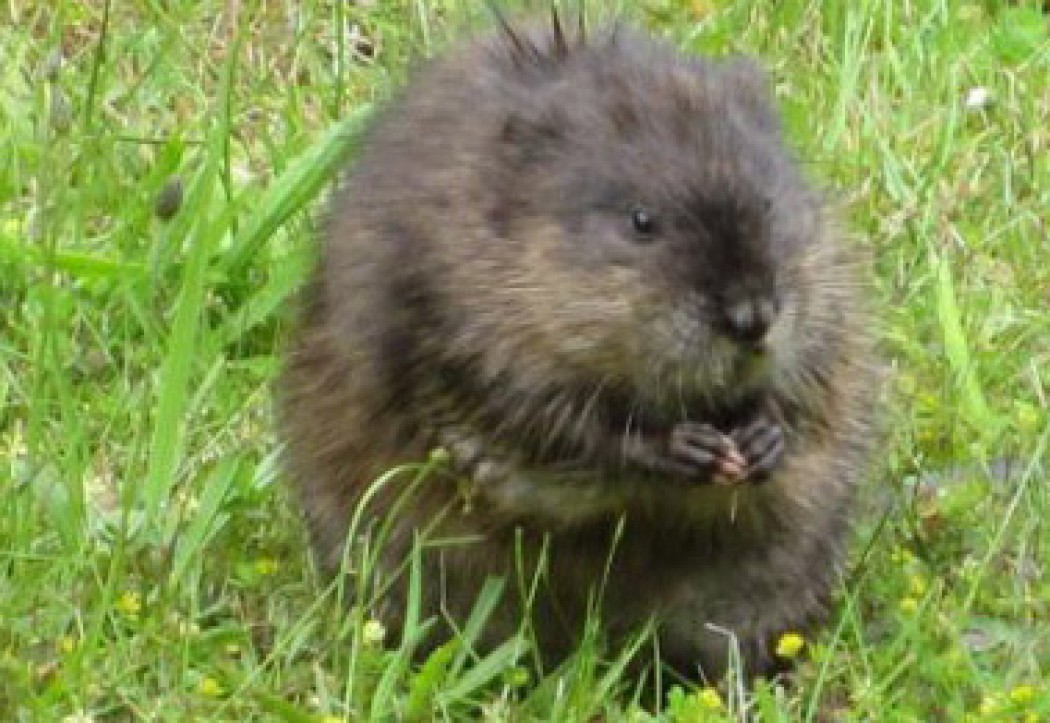 The Muskrat Ramble