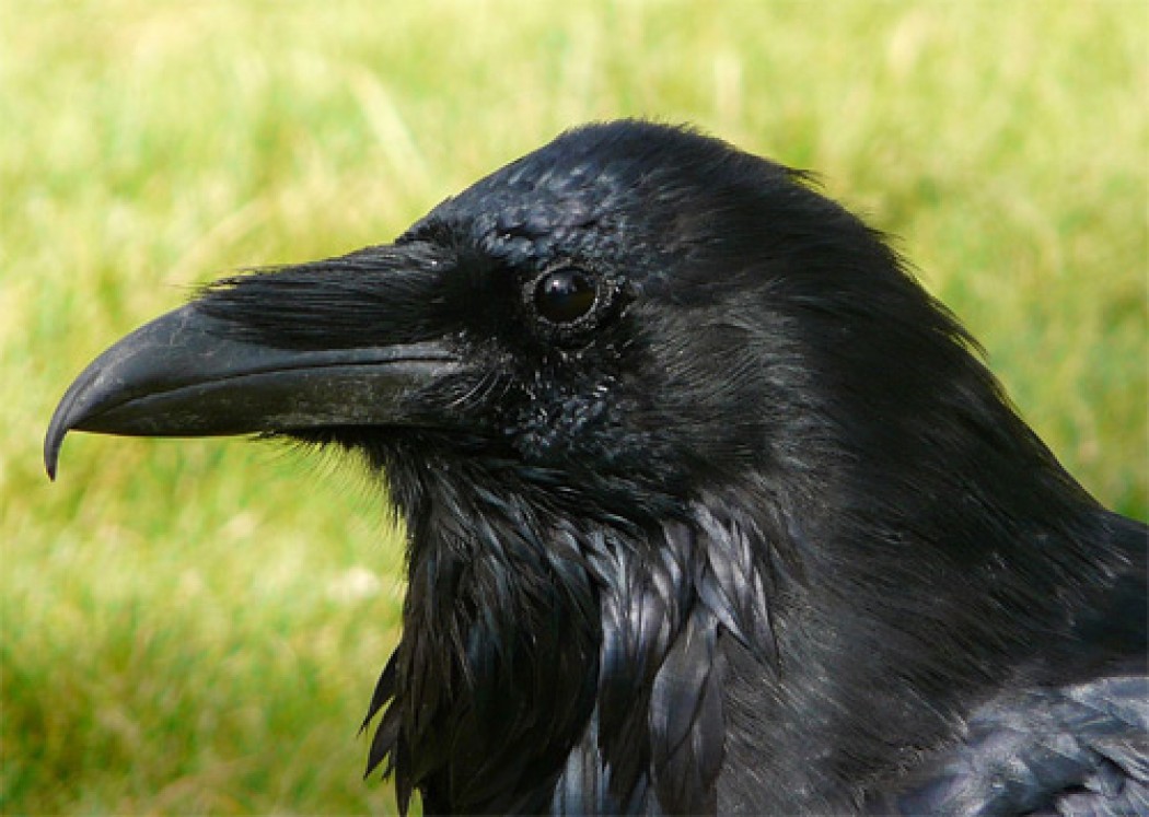 The (Un) Common Raven