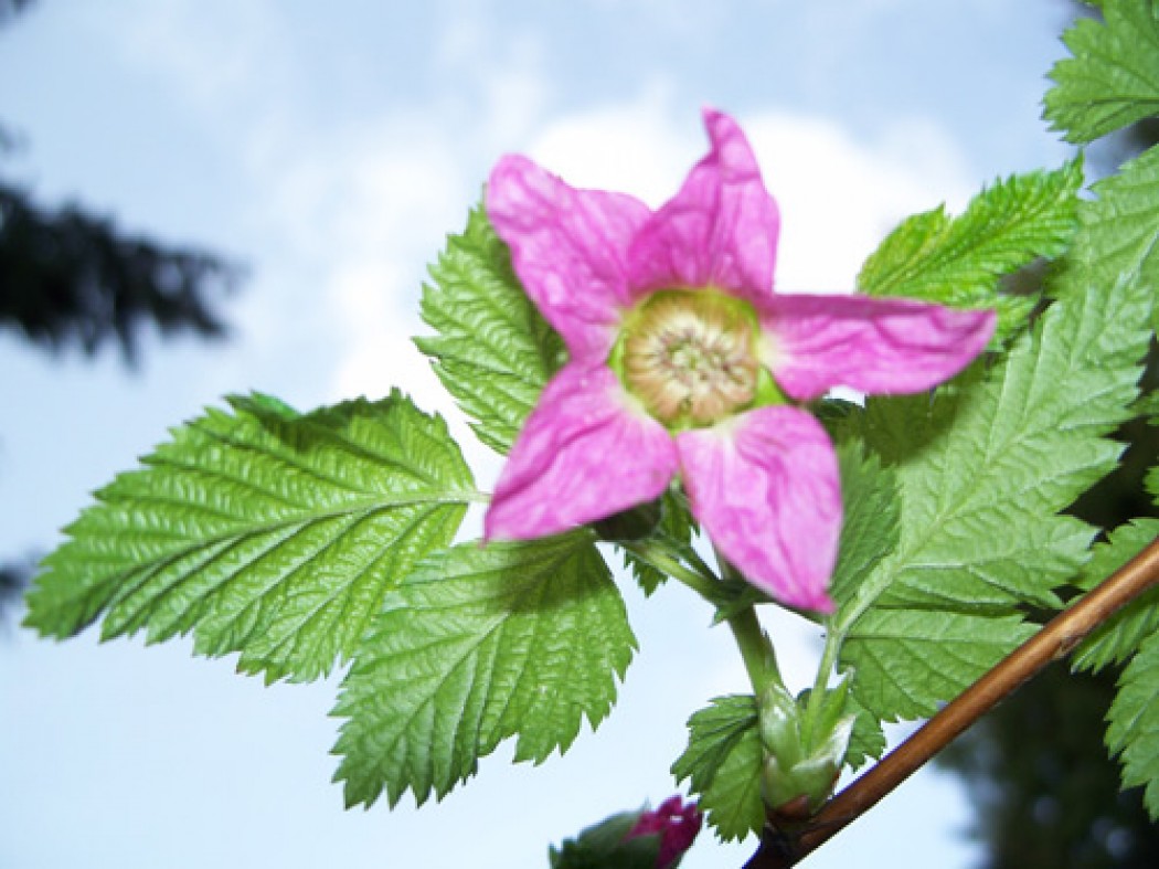 Salmonberry