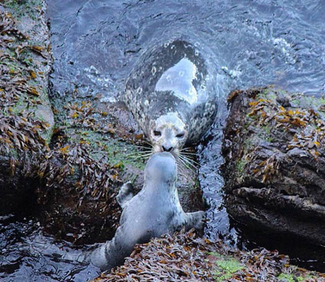 SEAL PUPS ARE COMING
