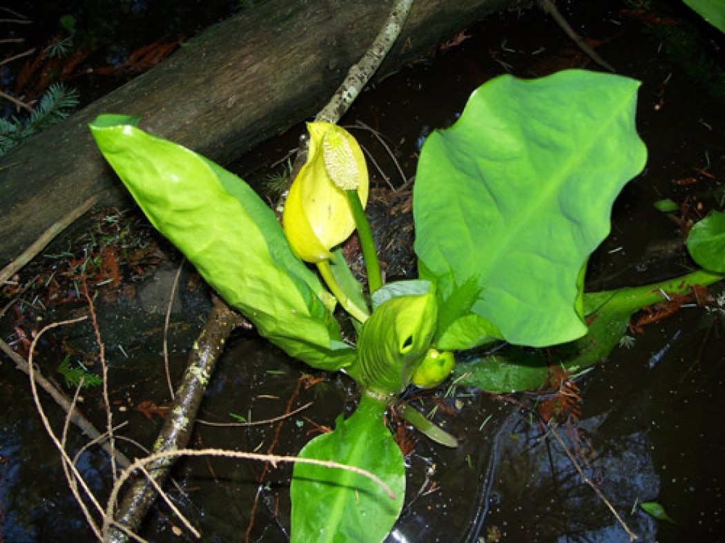 Skunk Cabbage