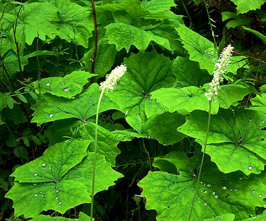 VANILLA LEAF
