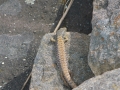Northwestern Alligator Lizard (Elgaria coerulea principis),Drumbeg Provincial Park, Gabriola , British Columbia, Canada Photo: Peter Llewellyn
