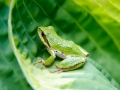 Pacific Tree Frog (Hyla regilla), Gabriola Island , British Columbia, Canada