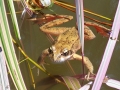 Red-legged frog (Rana aurora)