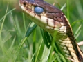 Garter snake (Thamnophis sirtalis)