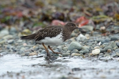 Black Turnstone