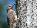 Northern Flicker