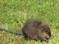Muskrat (Ondatra zibethicus)